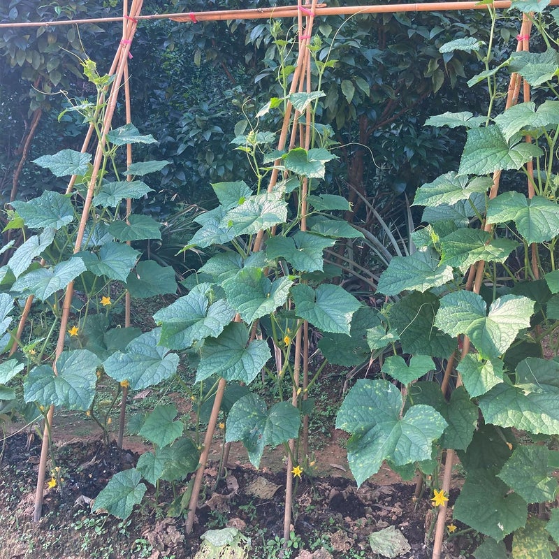 BOVITRO Bamboo Stakes,4FT Natural Bamboo Garden Stakes, 25Pcs Plant Stakes,Bamboo Sticks for Tomato,Beans,Vegetable and Climbing Plants - Image 3